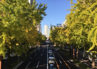 桜通の銀杏が黄葉しはじめた