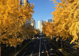 桜通の銀杏の黄葉.2