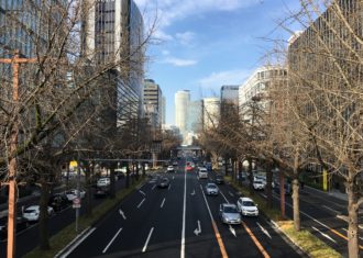 桜通の銀杏　その後の変化　