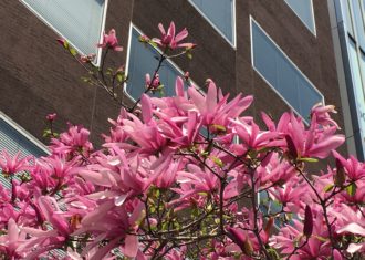 丸の内　百花繚乱