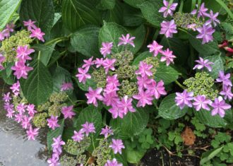 いま紫陽花が美しい　丸の内の歩道にて