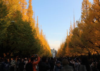 東京　絵画館まえの銀杏並木