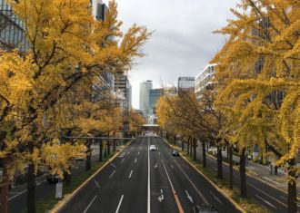 再び　地元桜通の銀杏　一気に黄葉・落葉がすすむ