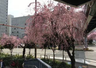 丸の内交差点のしだれ桜が満開　イチョウの芽が・・・