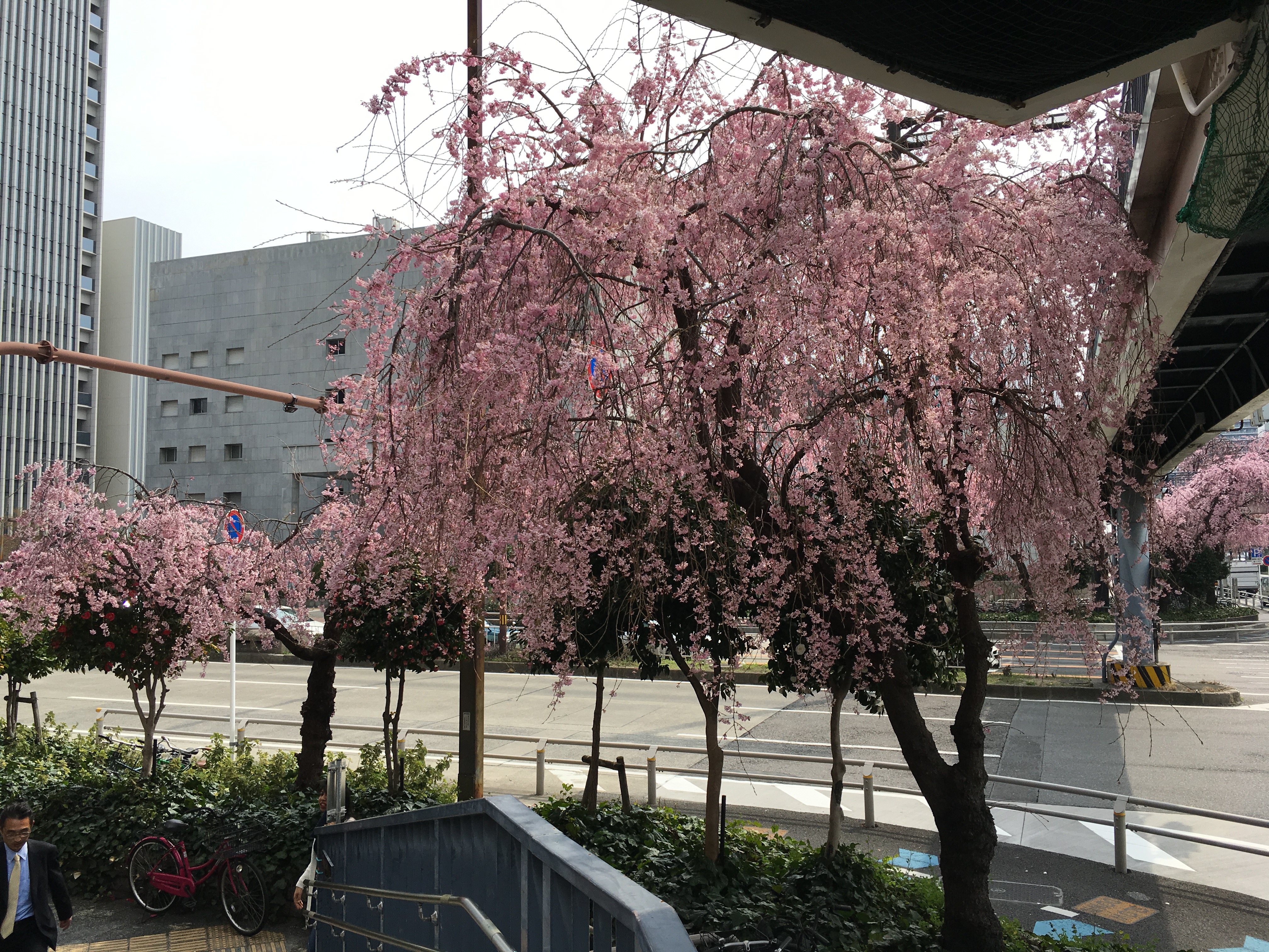 丸の内交差点のしだれ桜が満開 イチョウの芽が・・・ - ブログ 