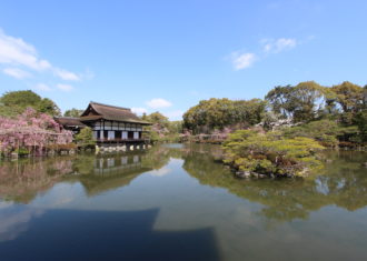 京都　平安神宮の花見
