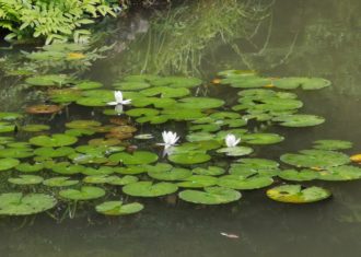 内々神社庭園　背景の巨岩に驚く