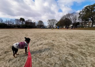 正月に愛犬と散歩