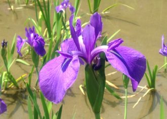 八つ橋　無量寿寺の燕子花（かきつばた）