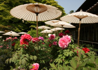 二上山のふもと　当麻寺のぼたん