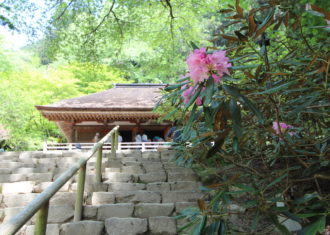 室生寺のシャクナゲ