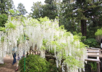 春日大社　萬葉植物園の藤