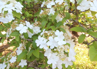 唐招提寺の瓊花（けいか）の花