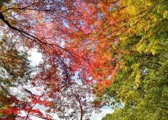 平安神宮　晩秋の神苑をめぐる