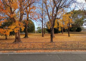 冬支度の景色　公園の樹々