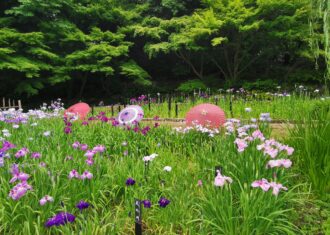 徳川園の菖蒲田のはなし