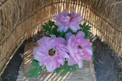 徳川園　冬から春へ　冬牡丹と梅の開花